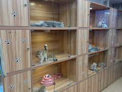 -猫十亿·布偶金渐层·曼基康矮脚猫舍(青年路店)