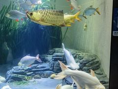 -上海海洋水族馆