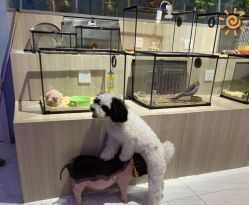 -Moni星球萌宠·小马宝莉·灵蛇·高端高阶全萌宠互动体验俱乐部(红豆国际广场店)