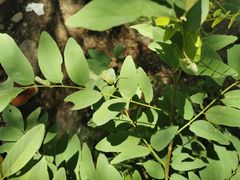 -碓臼峪自然风景区