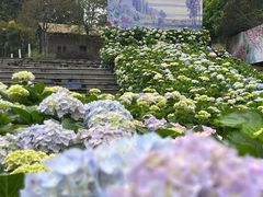 -天适樱花悠乐园
