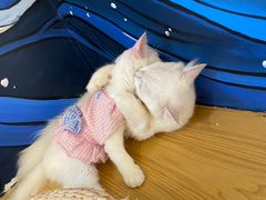 -猫にゃん · 猫的隐藏屋猫咖(麦地旗舰店)