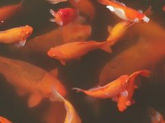 -西湖外事游船(花港观鱼码头)