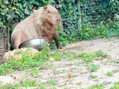 -上海野生动物园