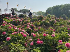 -洛阳市隋唐城遗址植物园