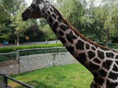 长颈鹿-辛玛王国游乐园