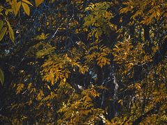 -三里屯东五街银杏大道