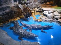 -多彩贵州城极地海洋世界