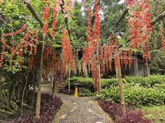 -莫里热带雨林景区