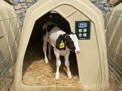 -君乐宝优致牧场
