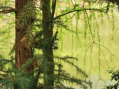 -深圳仙湖植物园