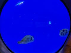 -芜湖新华联大白鲸海洋公园