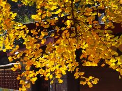 -千年银杏谷文化旅游区