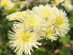 -上海鲜花港