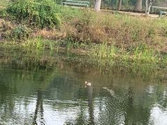 -金银湖国家城市湿地公园