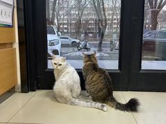 -宠福鑫动物医院(城北分院)