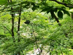-五女峰国家森林公园