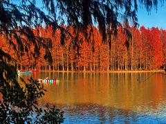 -上海海湾国家森林公园