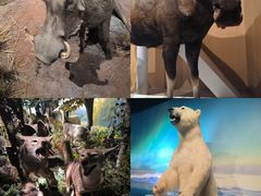 -陕西自然博物馆