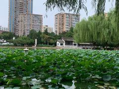 -团结湖公园