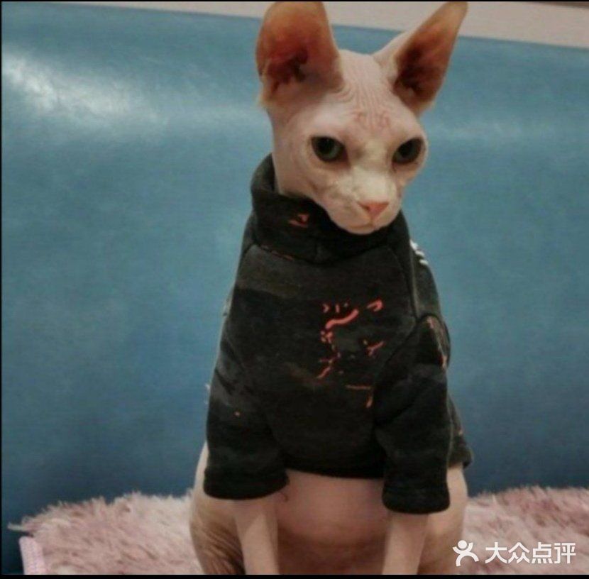 🐰和小动物亲密接触🐱