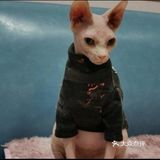 🐰和小动物亲密接触🐱