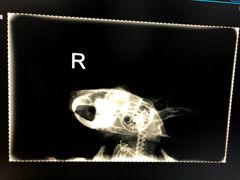 -瑞派·关忠动物医院·异宠专科·犬猫肿瘤·皮肤专科(望京店)