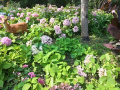 -上海共青森林公园