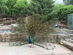 -哈尔滨北方森林动物园
