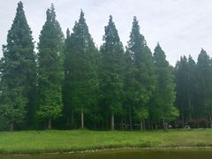 -黄海国家森林公园