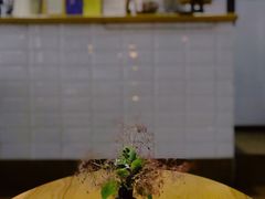 抹茶拿铁-素咫咖啡CLIFEROSE