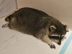 -浣熊柯尔鸭土拨鼠·电玩咖