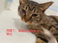 -灵美宠物诊所