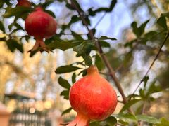 -艾提尕尔清真寺