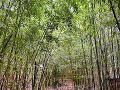 -竹子庵公园