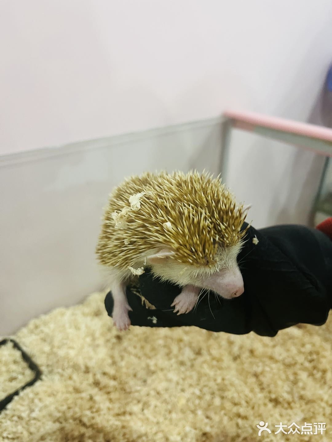 杭州探店｜超好拍的萌宠馆，一起来撸宠物了