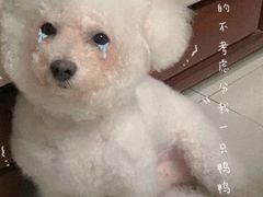 -瑞鹏宠物医院·骨科·猫科·内科(第一中心)