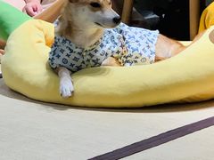 -逗柴咖啡屋·狗咖猫咖宠物桌游