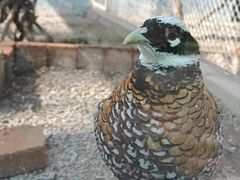 -青藏高原野生动物园
