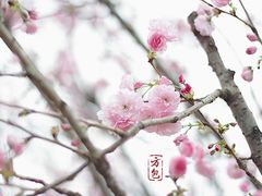 -天适樱花悠乐园