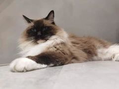 -猫儿山۰猫主题餐厅