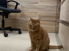 -爱侣宠医·鹦鹉专科·小型哺乳类·异宠专科(灵石路店)