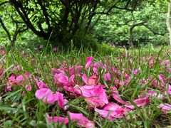 落英缤纷-菊花台公园