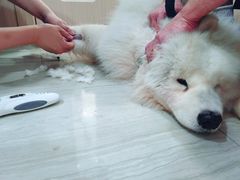 -申普宠物医院·眼科·心内科·影像科(普陀分院)