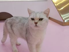 -爪爪喵星球·猫舍(前海卓越店)