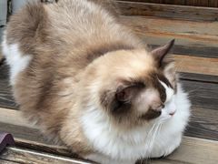 -喵屿·大理花园猫咖