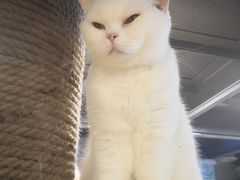 -more than meow吴止猫主题餐厅(承德 中船汇店)