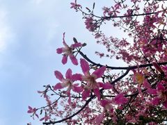 -风云岭森林公园