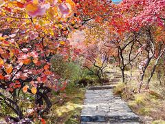 -周口店坡峰岭风景区