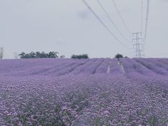 -紫颐香薰山谷景区